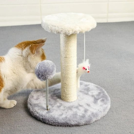 belle minette attiré par griffoir sisal Protection féline