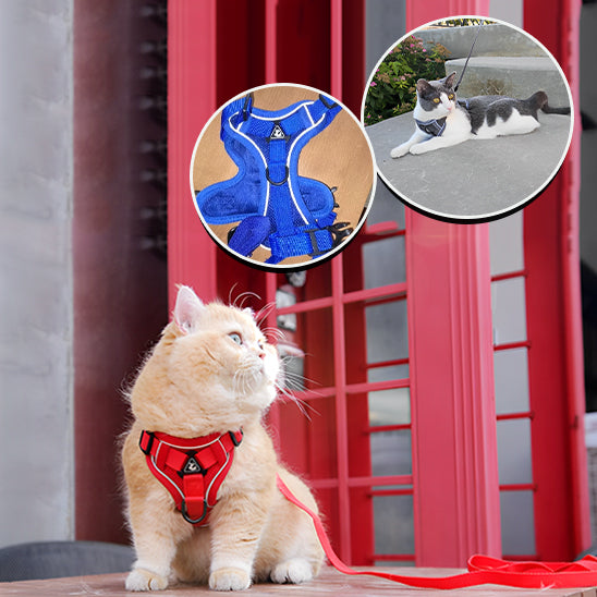 gros chat beige poilu assis dehors porte harnais rouge flash