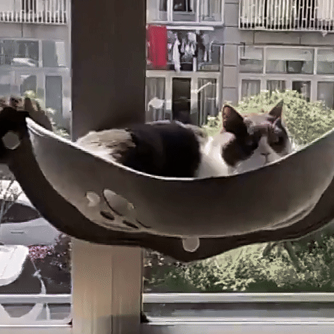 hamac à chat fenêtre video utilisation
