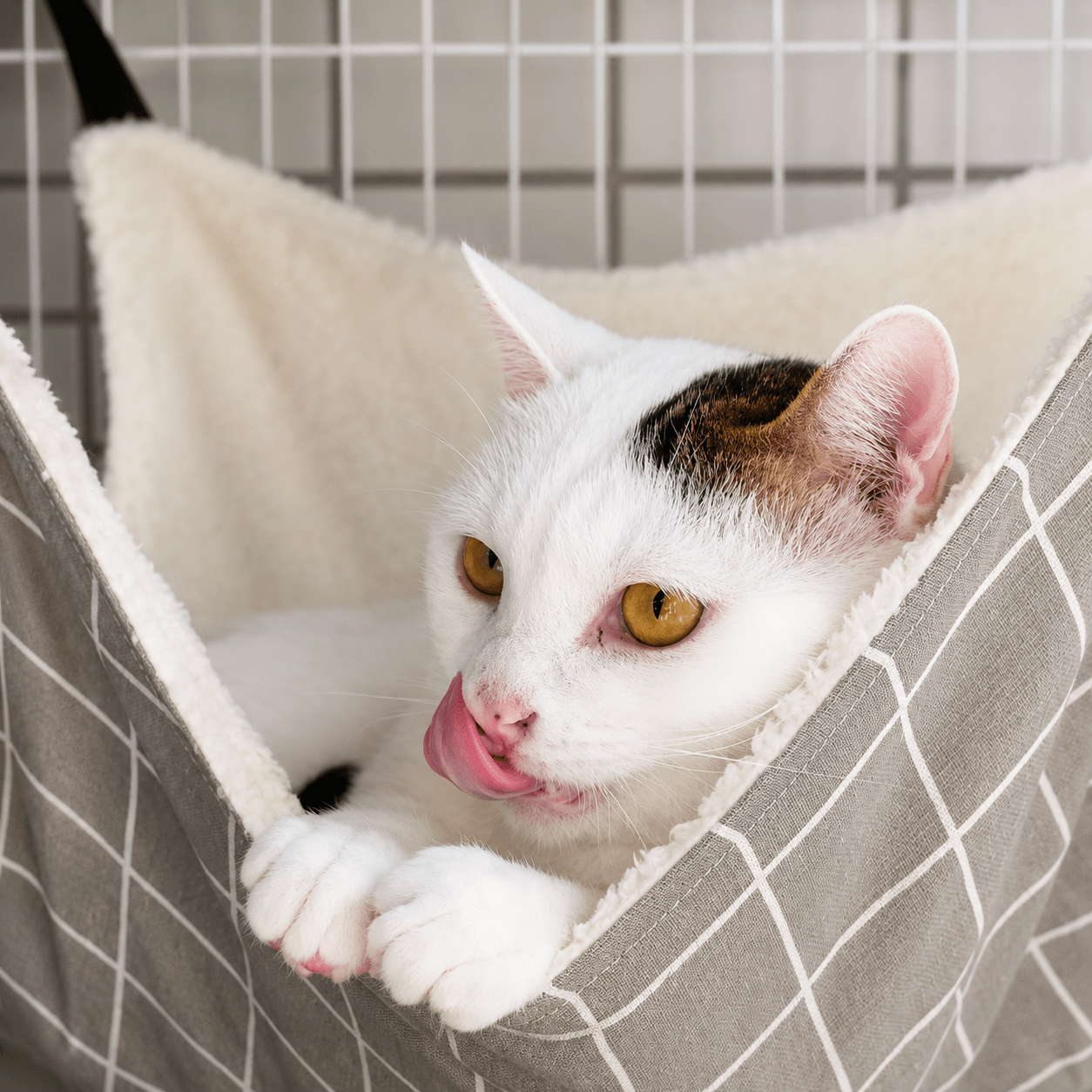 Chat confortablement installé dans un hamac à chat suspendu en tissu doux