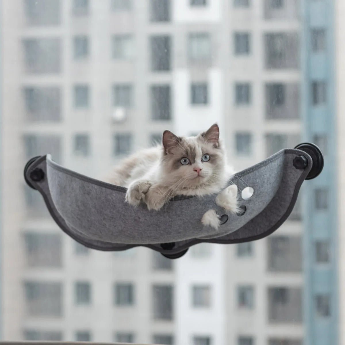 chat couché confortablement dedans hamac à chat fenêtre