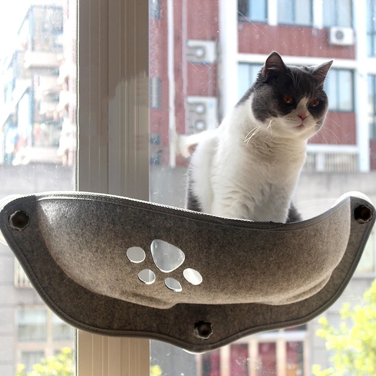 chat assis hamac à chat gris