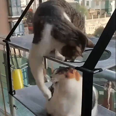 hamac chat double étage fenêtre deux chats