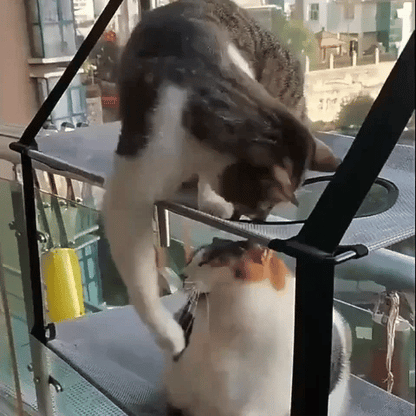 hamac chat double étage fenêtre deux chats