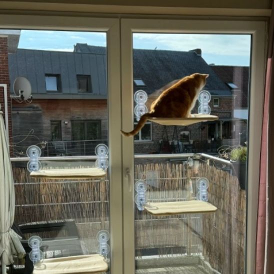 hamac chat fenetre utilisation réelle à la maison