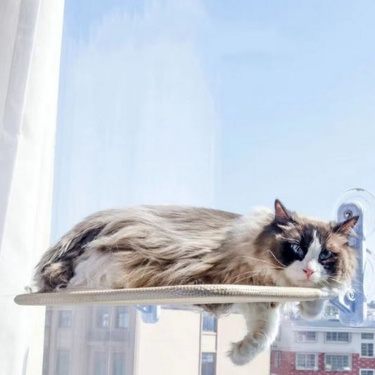 gros chat poilu couché hamac fenêtre