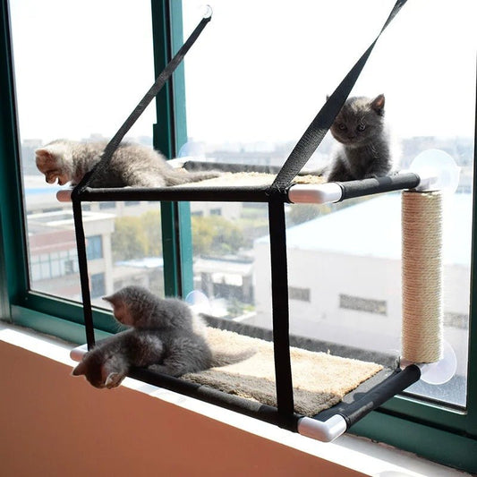 petits chatons explorent hamac double