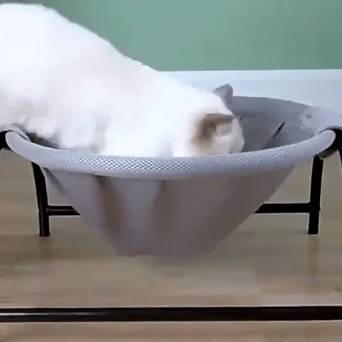 gif hamac pour chat en action