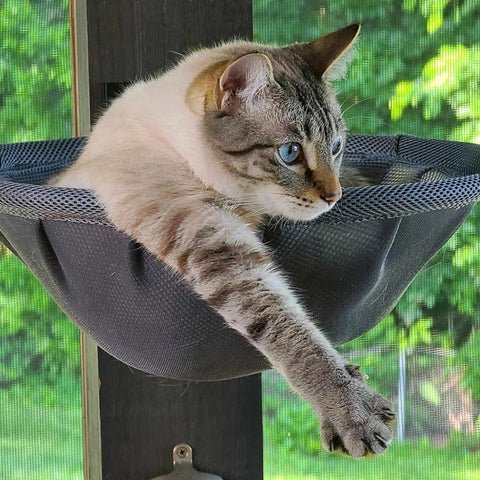 chat mignon bien installé dedans hamac noir