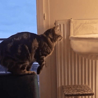 hamac radiateur chat installation et utilisation video