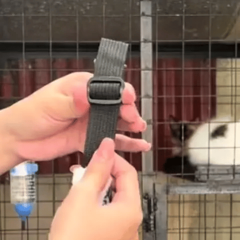 Démonstration de l'installation rapide du hamac à chat suspendu avec sangles réglables