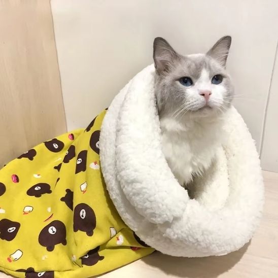 chat dans niche tunnel chaude
