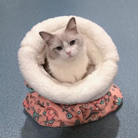 niche chat forme tunnel couchage confort