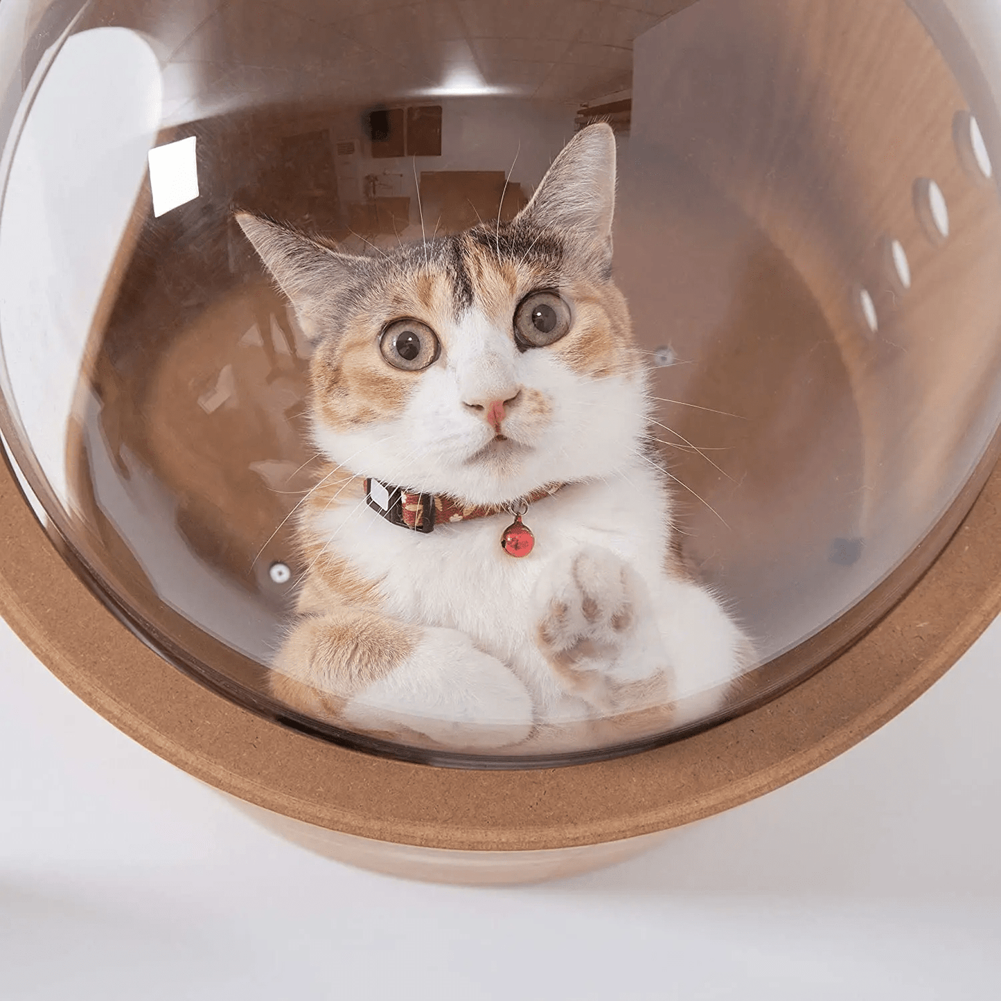 chat dans bulle transparente niche murale chat bois
