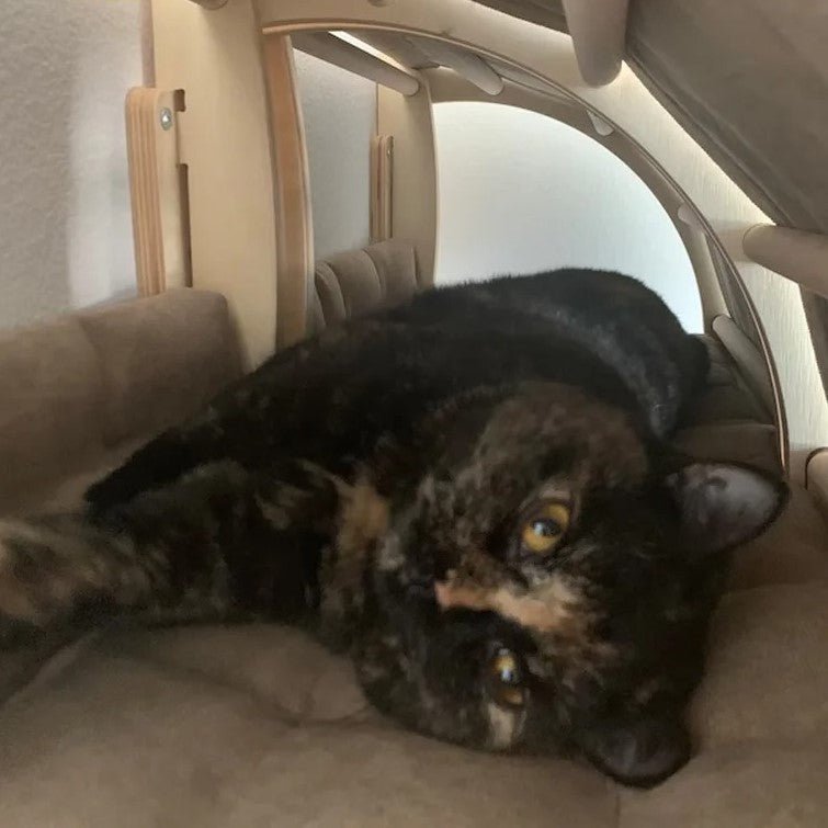 chat confortable dans niche murale chat