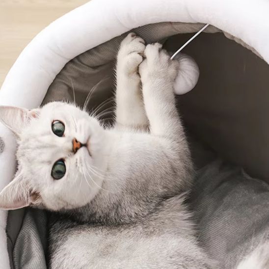 magnifique chat joue avec balle accroché panier chat Moumousse