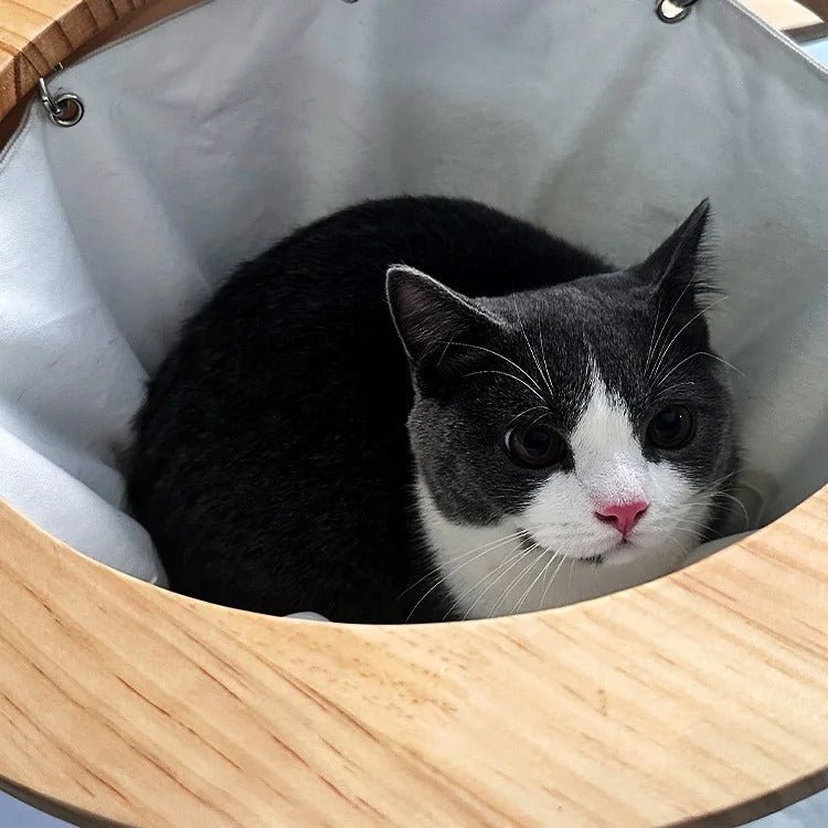 chat repose confortablement dedans panier mural chat ChatLuxe