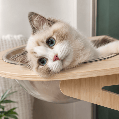 chaton allongé dans un panier mural chat transparent