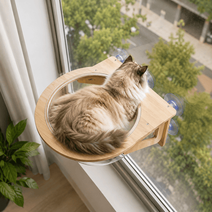 vue de haut panier mural chat installé sur fenêtre avec chat observant extérieur