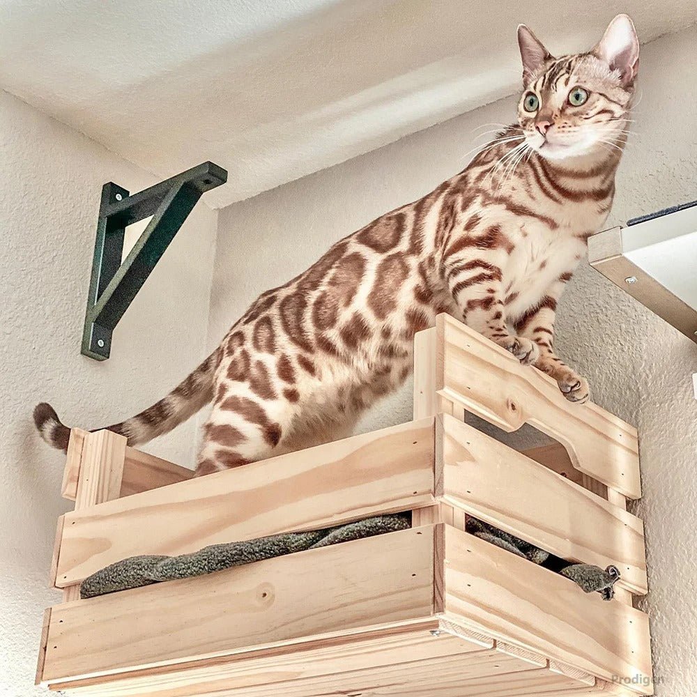 chat bengal debout dans un panier mural chat fixé au mur