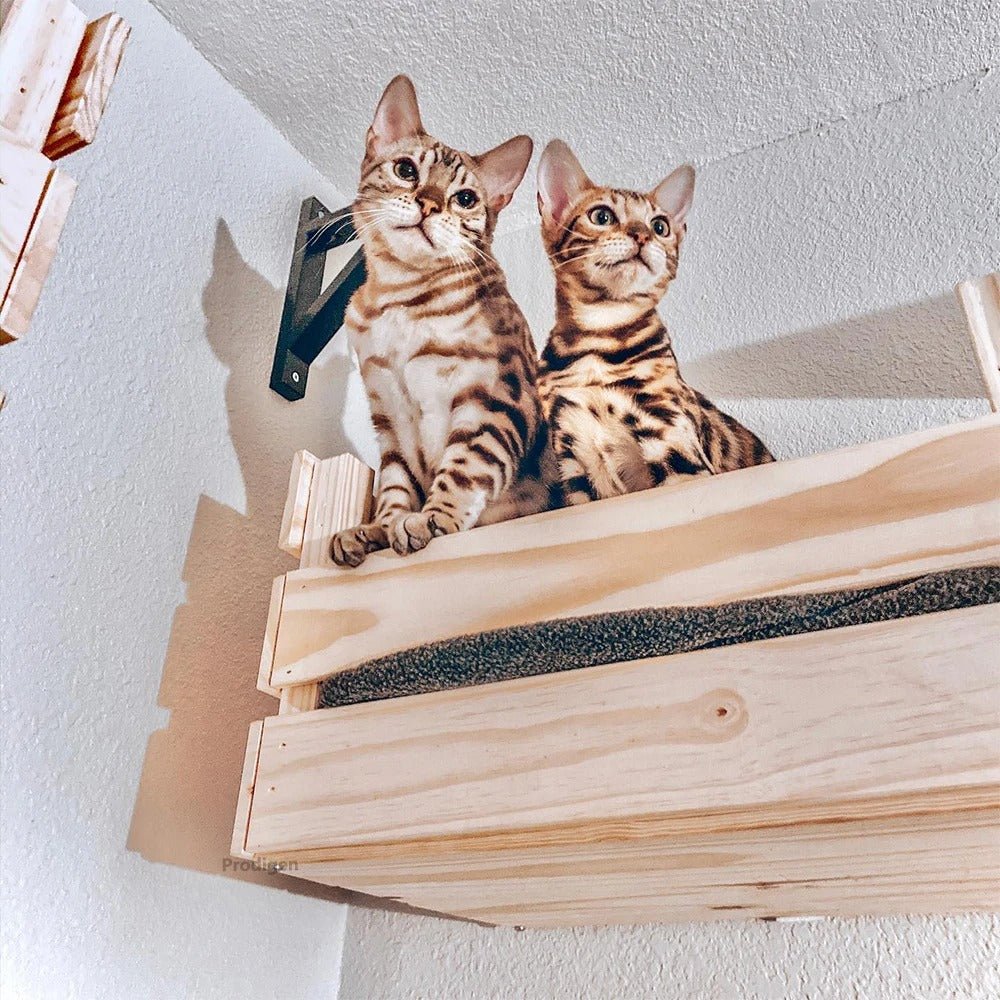 deux chats installés dans un panier mural chat en bois