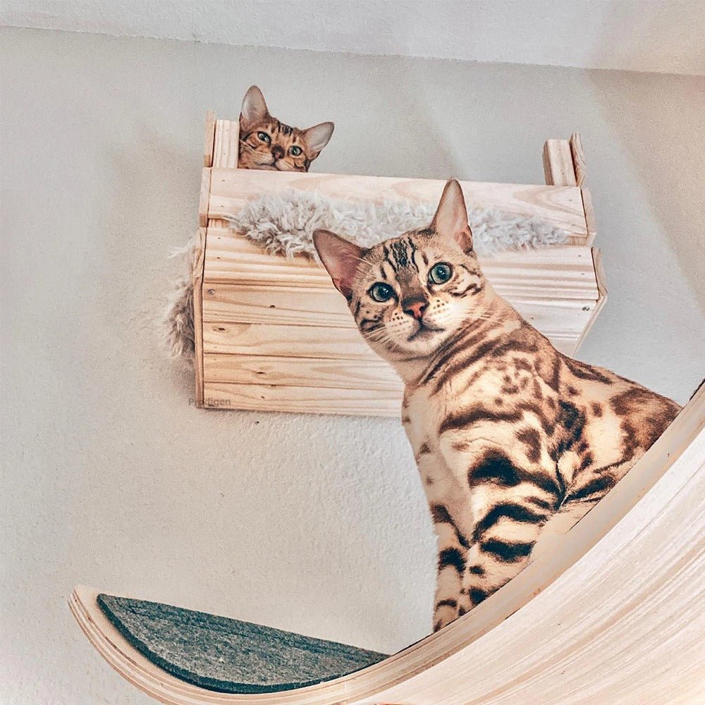 chat reposant confortablement dans un panier mural chat