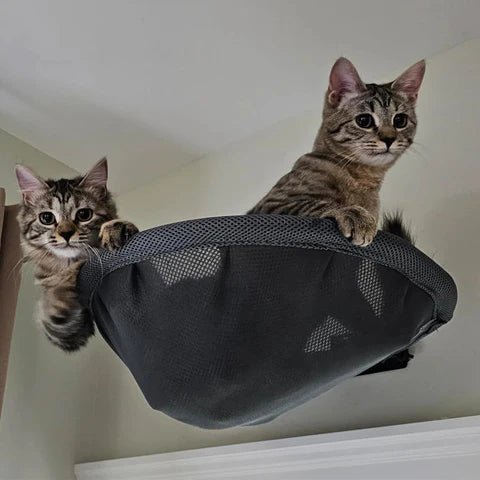 deux chats dans un panier mural suspendu