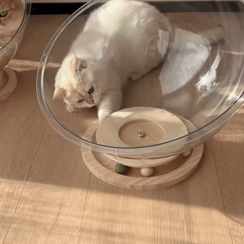 panier pour chat capsule vidéo utilisation