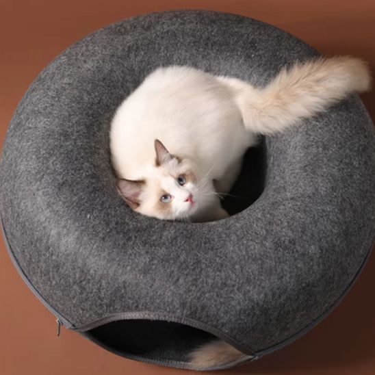 chat joue cache caché dessus panier pour chat nid de ronrons