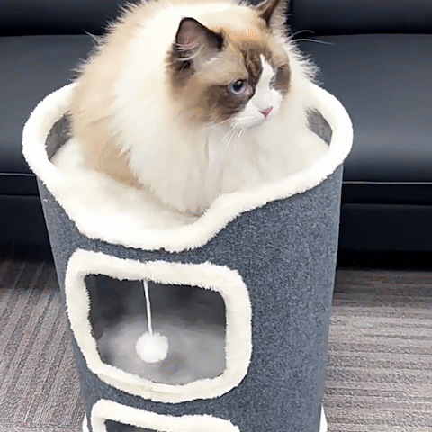 petit arbre chat niche confortable avec chat et jouet suspendu