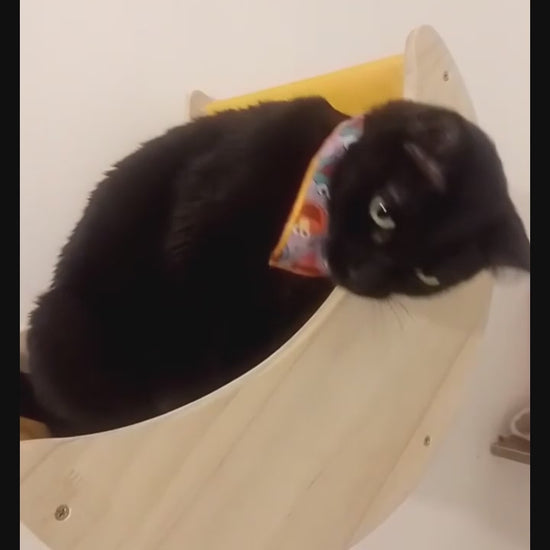 Niche chat murale avec un chat détendu qui se frotte aux parois et profite d’un espace en hauteur confortable