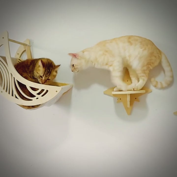Animation d'un arbre a chat murale avec lit demi-lune et perchoirs muraux