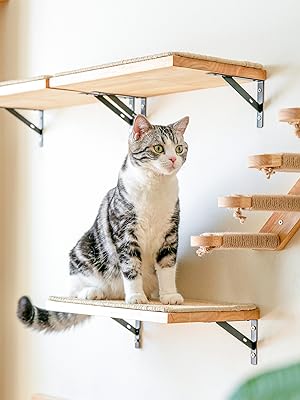 trois étagères muraux chat assis dessus